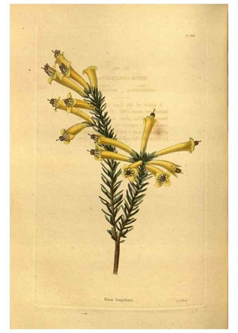 Reproducción/Reproduction 48755529656: The botanical cabinet. London :John & Arthur Arch ...,1817-1833.. 