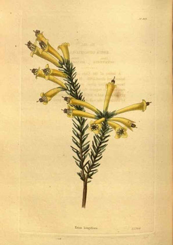 Reproducción/Reproduction 48755529656: The botanical cabinet. London :John & Arthur Arch ...,1817-1833.. 