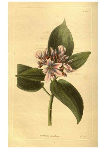 Reproducción/Reproduction 48755210583: The botanical cabinet. London :John & Arthur Arch ...,1817-1833.. 