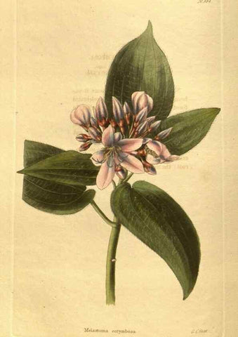 Reproducción/Reproduction 48755210583: The botanical cabinet. London :John & Arthur Arch ...,1817-1833.. 