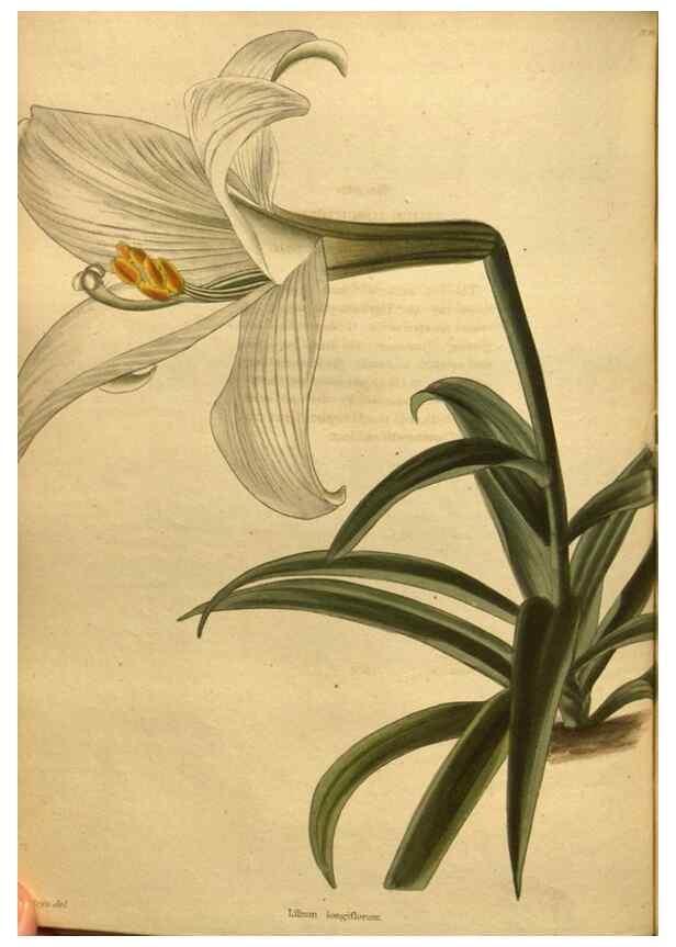 Reproducción/Reproduction 48755530336: The botanical cabinet. London :John & Arthur Arch ...,1817-1833.. 