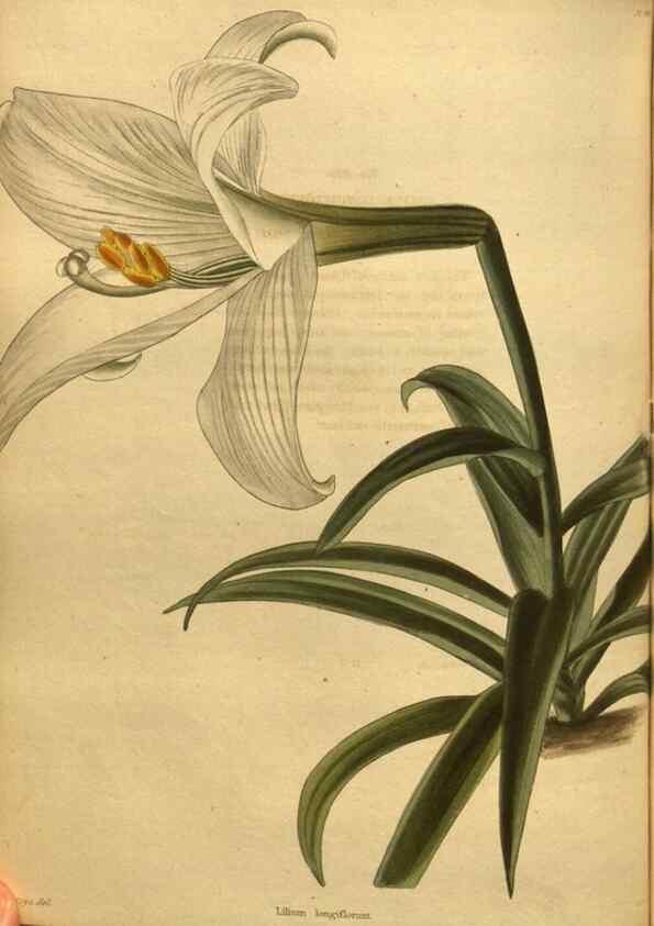 Reproducción/Reproduction 48755530336: The botanical cabinet. London :John & Arthur Arch ...,1817-1833.. 