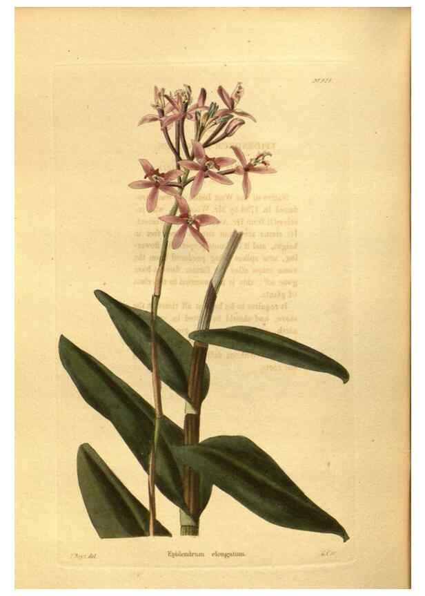 Reproducción/Reproduction 48755211398: The botanical cabinet. London :John & Arthur Arch ...,1817-1833.. 
