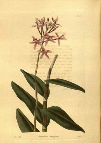 Reproducción/Reproduction 48755211398: The botanical cabinet. London :John & Arthur Arch ...,1817-1833.. 