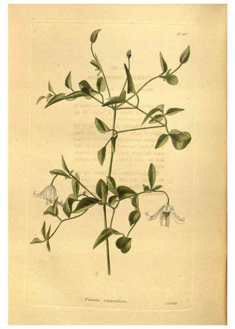 Reproducción/Reproduction 48755727472: The botanical cabinet. London :John & Arthur Arch ...,1817-1833.. 
