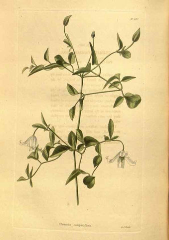 Reproducción/Reproduction 48755727472: The botanical cabinet. London :John & Arthur Arch ...,1817-1833.. 