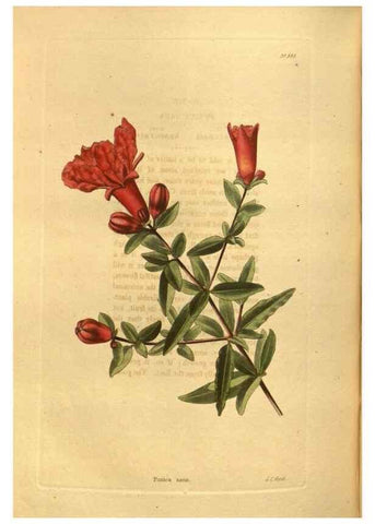 Reproducción/Reproduction 48755728242: The botanical cabinet. London :John & Arthur Arch ...,1817-1833.. 