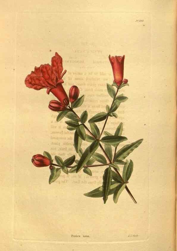 Reproducción/Reproduction 48755728242: The botanical cabinet. London :John & Arthur Arch ...,1817-1833.. 