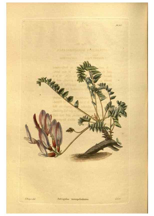 Reproducción/Reproduction 48755724907: The botanical cabinet. London :John & Arthur Arch ...,1817-1833.. 