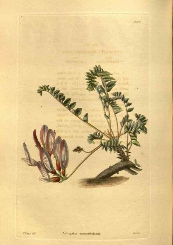Reproducción/Reproduction 48755724907: The botanical cabinet. London :John & Arthur Arch ...,1817-1833.. 