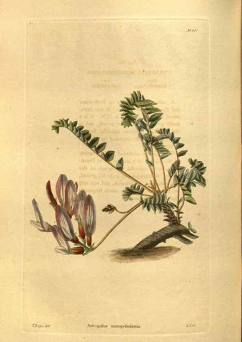 Reproducción/Reproduction 48755724907: The botanical cabinet. London :John & Arthur Arch ...,1817-1833.. 