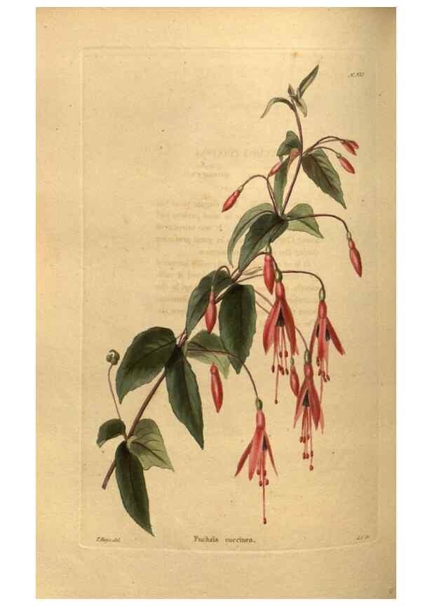 Reproducción/Reproduction 48755700082: The botanical cabinet. London :John & Arthur Arch ...,1817-1833.. 