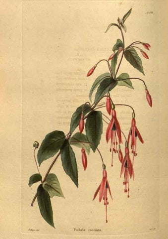 Reproducción/Reproduction 48755700082: The botanical cabinet. London :John & Arthur Arch ...,1817-1833.. 