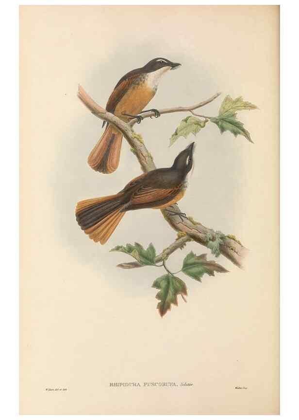 Reproducción/Reproduction 48766207752: The birds of New Guinea and the adjacent Papuan islands. London :Henry Sotheran & Co.,1875-1888.. 