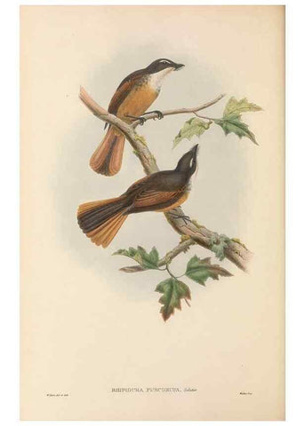 Reproducción/Reproduction 48766207752: The birds of New Guinea and the adjacent Papuan islands. London :Henry Sotheran & Co.,1875-1888.. 