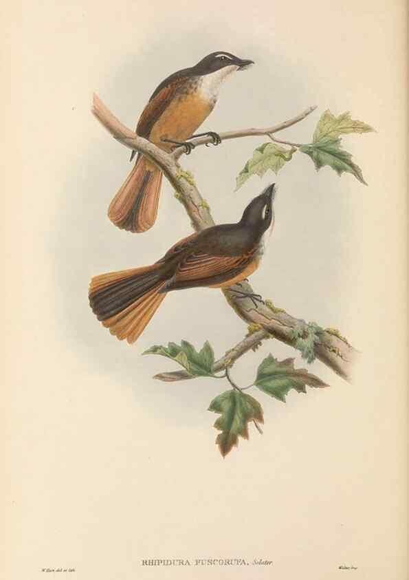 Reproducción/Reproduction 48766207752: The birds of New Guinea and the adjacent Papuan islands. London :Henry Sotheran & Co.,1875-1888.. 