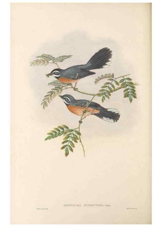 Reproducción/Reproduction 48765676113: The birds of New Guinea and the adjacent Papuan islands. London :Henry Sotheran & Co.,1875-1888.. 