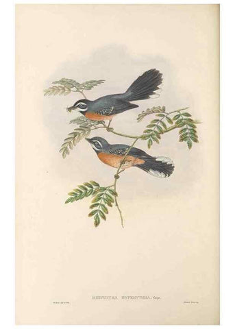 Reproducción/Reproduction 48765676113: The birds of New Guinea and the adjacent Papuan islands. London :Henry Sotheran & Co.,1875-1888.. 