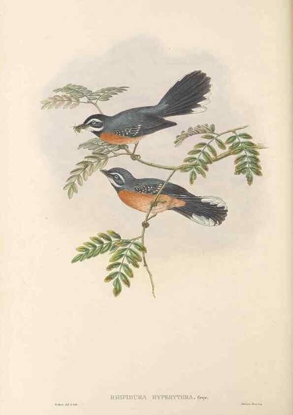 Reproducción/Reproduction 48765676113: The birds of New Guinea and the adjacent Papuan islands. London :Henry Sotheran & Co.,1875-1888.. 