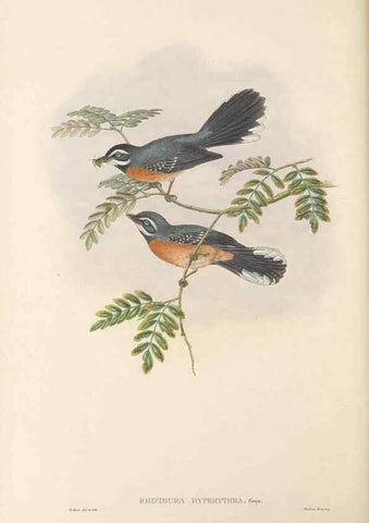 Reproducción/Reproduction 48765676113: The birds of New Guinea and the adjacent Papuan islands. London :Henry Sotheran & Co.,1875-1888.. 