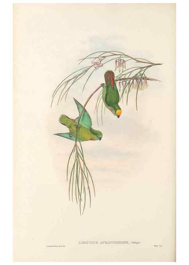 Reproducción/Reproduction 48766443461: The birds of New Guinea and the adjacent Papuan islands. London :Henry Sotheran & Co.,1875-1888.. 