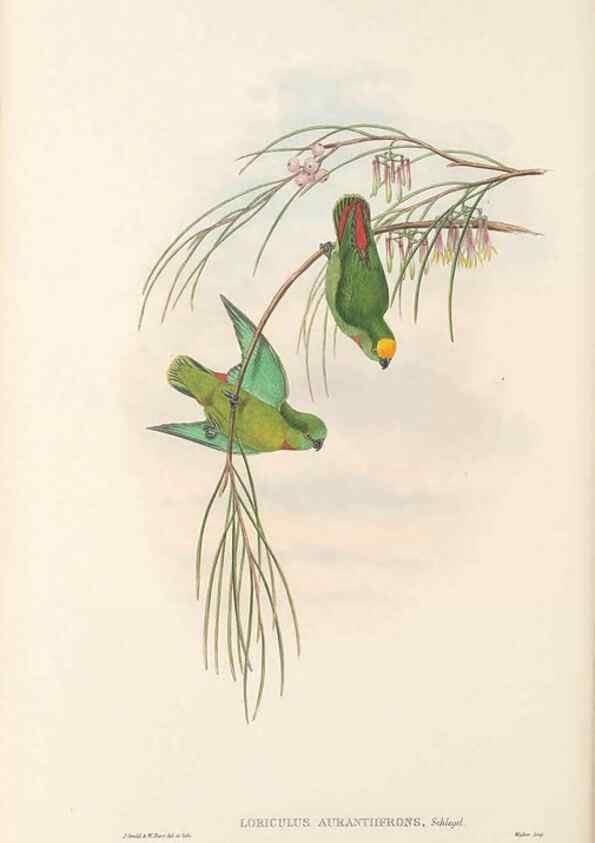 Reproducción/Reproduction 48766443461: The birds of New Guinea and the adjacent Papuan islands. London :Henry Sotheran & Co.,1875-1888.. 