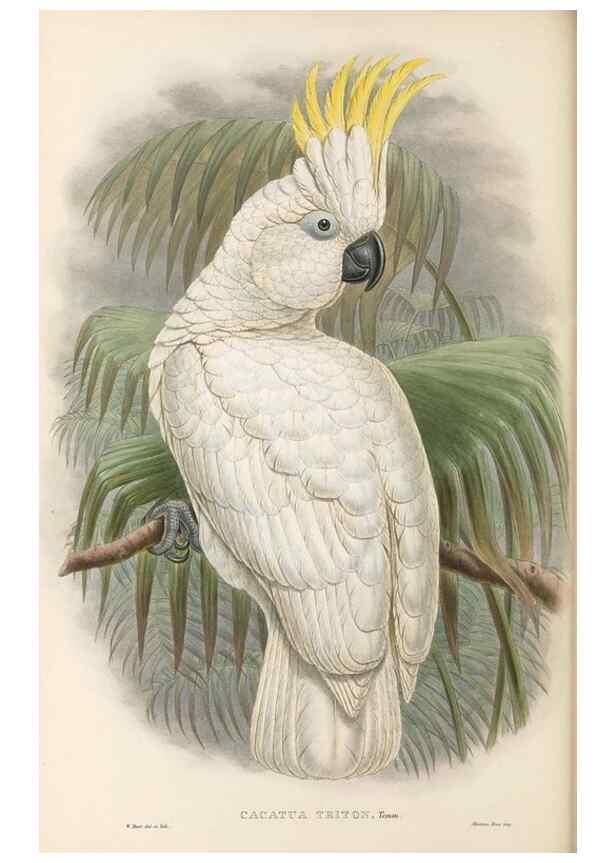 Reproducción/Reproduction 48766645757: The birds of New Guinea and the adjacent Papuan islands. London :Henry Sotheran & Co.,1875-1888.. 