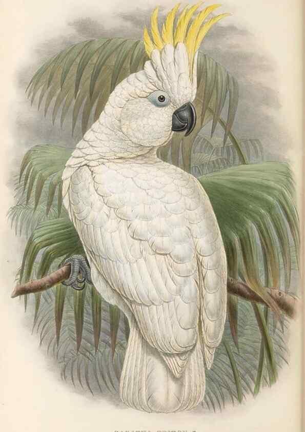 Reproducción/Reproduction 48766645757: The birds of New Guinea and the adjacent Papuan islands. London :Henry Sotheran & Co.,1875-1888.. 