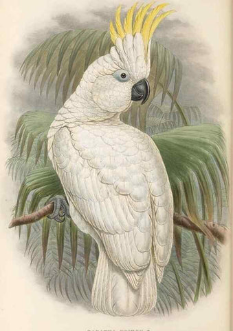 Reproducción/Reproduction 48766645757: The birds of New Guinea and the adjacent Papuan islands. London :Henry Sotheran & Co.,1875-1888.. 
