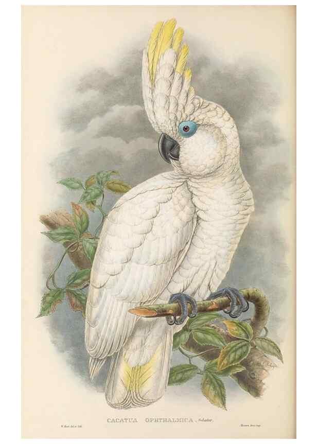 Reproducción/Reproduction 48766444131: The birds of New Guinea and the adjacent Papuan islands. London :Henry Sotheran & Co.,1875-1888.. 