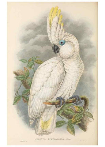Reproducción/Reproduction 48766444131: The birds of New Guinea and the adjacent Papuan islands. London :Henry Sotheran & Co.,1875-1888.. 