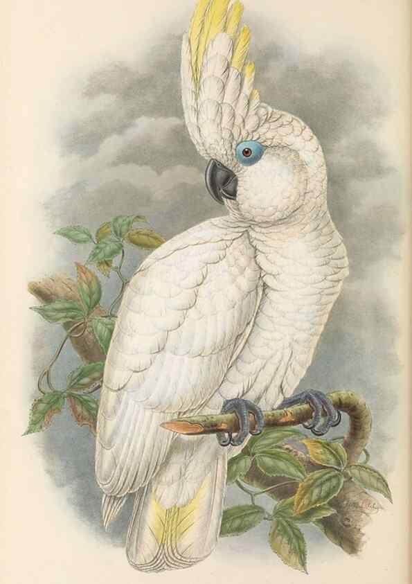 Reproducción/Reproduction 48766444131: The birds of New Guinea and the adjacent Papuan islands. London :Henry Sotheran & Co.,1875-1888.. 