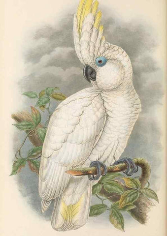Reproducción/Reproduction 48766444131: The birds of New Guinea and the adjacent Papuan islands. London :Henry Sotheran & Co.,1875-1888.. 