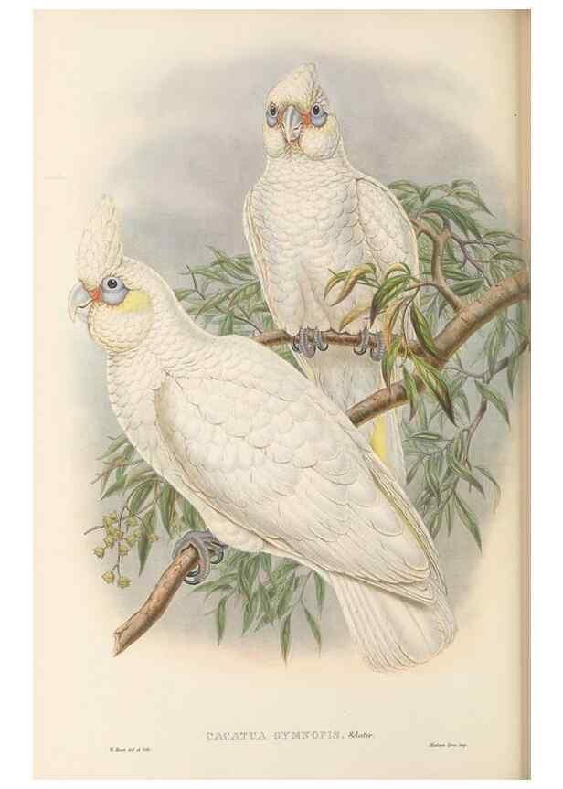Reproducción/Reproduction 48766444476: The birds of New Guinea and the adjacent Papuan islands. London :Henry Sotheran & Co.,1875-1888.. 