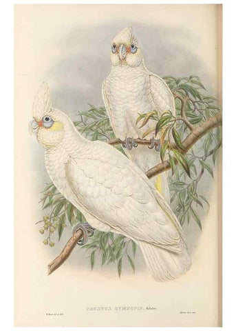 Reproducción/Reproduction 48766444476: The birds of New Guinea and the adjacent Papuan islands. London :Henry Sotheran & Co.,1875-1888.. 
