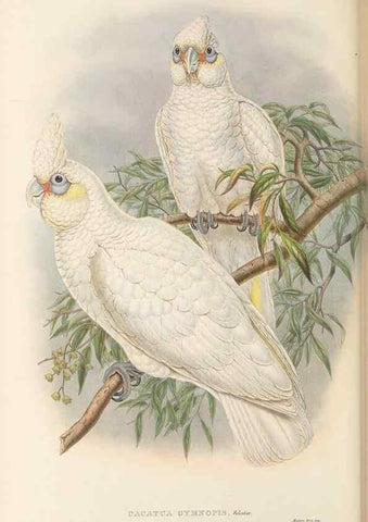 Reproducción/Reproduction 48766444476: The birds of New Guinea and the adjacent Papuan islands. London :Henry Sotheran & Co.,1875-1888.. 