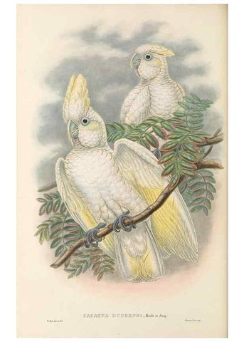 Reproducción/Reproduction 48766112293: The birds of New Guinea and the adjacent Papuan islands. London :Henry Sotheran & Co.,1875-1888.. 