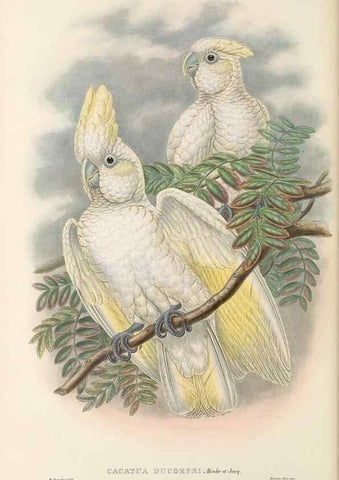 Reproducción/Reproduction 48766112293: The birds of New Guinea and the adjacent Papuan islands. London :Henry Sotheran & Co.,1875-1888.. 