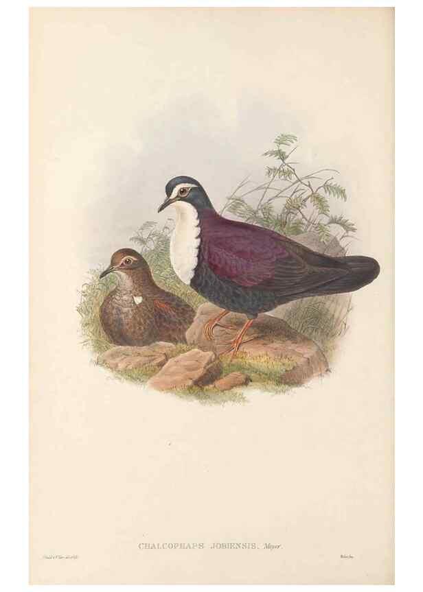 Reproducción/Reproduction 48766646947: The birds of New Guinea and the adjacent Papuan islands. London :Henry Sotheran & Co.,1875-1888.. 