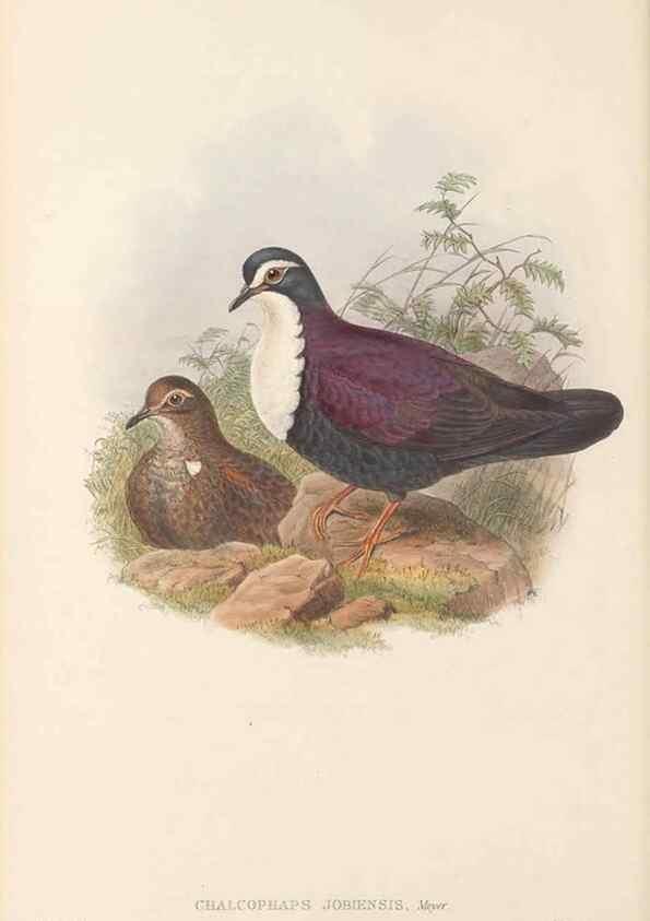 Reproducción/Reproduction 48766646947: The birds of New Guinea and the adjacent Papuan islands. London :Henry Sotheran & Co.,1875-1888.. 
