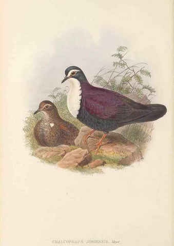 Reproducción/Reproduction 48766646947: The birds of New Guinea and the adjacent Papuan islands. London :Henry Sotheran & Co.,1875-1888.. 