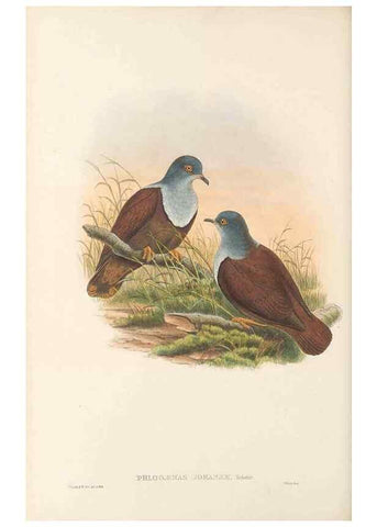 Reproducción/Reproduction 48766112863: The birds of New Guinea and the adjacent Papuan islands. London :Henry Sotheran & Co.,1875-1888.. 