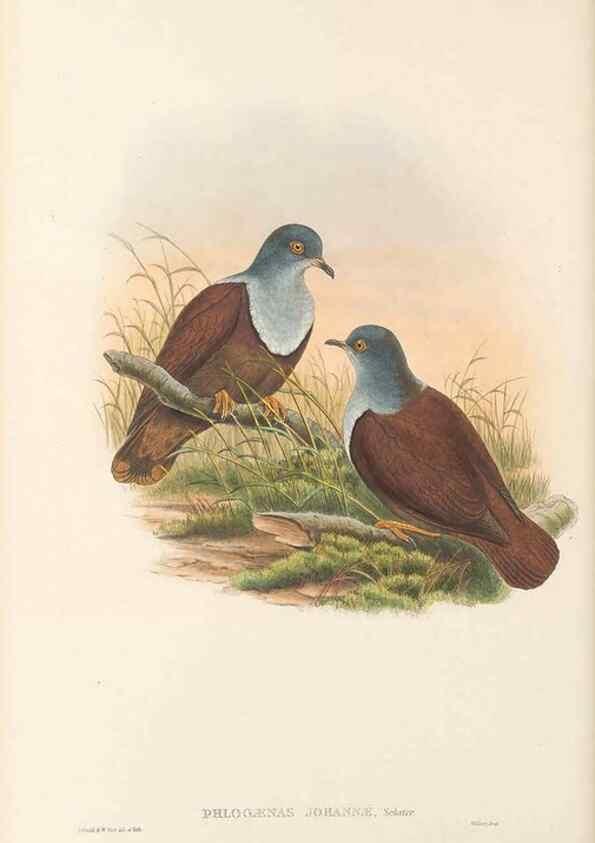 Reproducción/Reproduction 48766112863: The birds of New Guinea and the adjacent Papuan islands. London :Henry Sotheran & Co.,1875-1888.. 