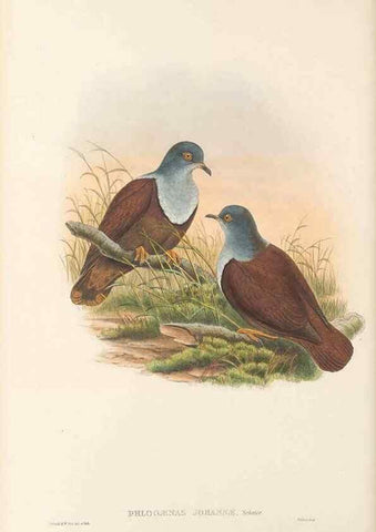 Reproducción/Reproduction 48766112863: The birds of New Guinea and the adjacent Papuan islands. London :Henry Sotheran & Co.,1875-1888.. 