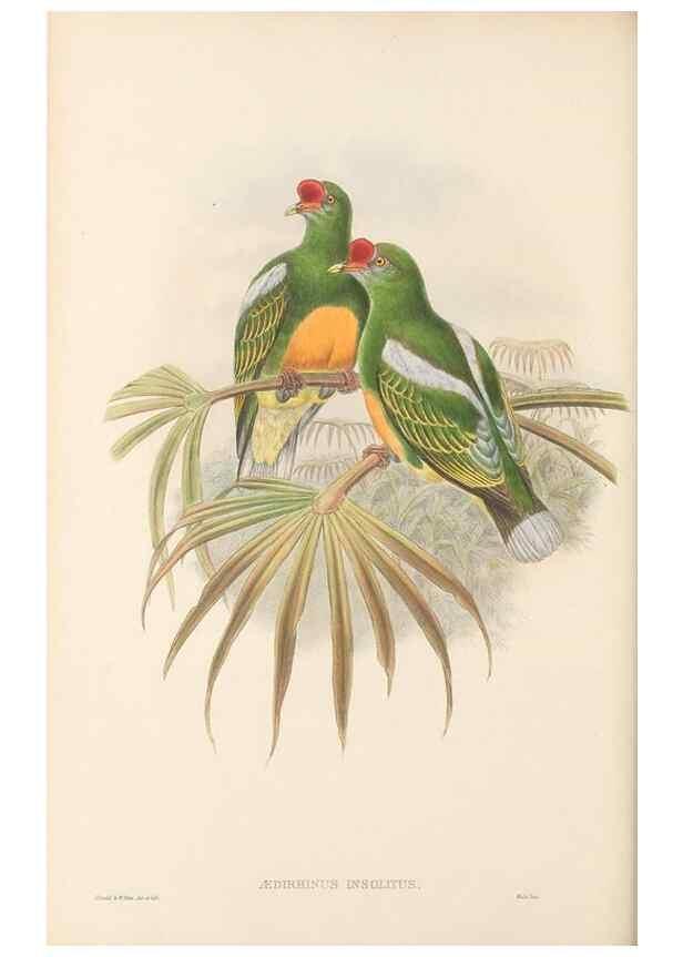 Reproducción/Reproduction 48766113068: The birds of New Guinea and the adjacent Papuan islands. London :Henry Sotheran & Co.,1875-1888.. 