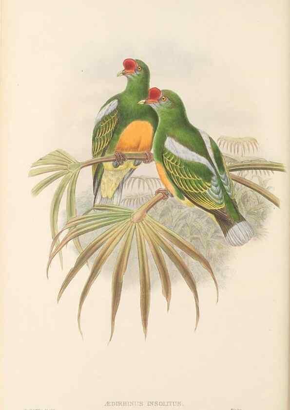 Reproducción/Reproduction 48766113068: The birds of New Guinea and the adjacent Papuan islands. London :Henry Sotheran & Co.,1875-1888.. 