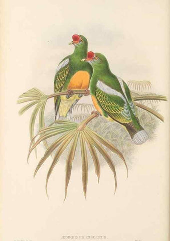 Reproducción/Reproduction 48766113068: The birds of New Guinea and the adjacent Papuan islands. London :Henry Sotheran & Co.,1875-1888.. 
