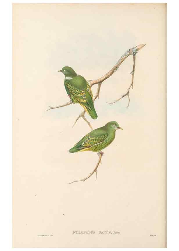 Reproducción/Reproduction 48766113318: The birds of New Guinea and the adjacent Papuan islands. London :Henry Sotheran & Co.,1875-1888.. 