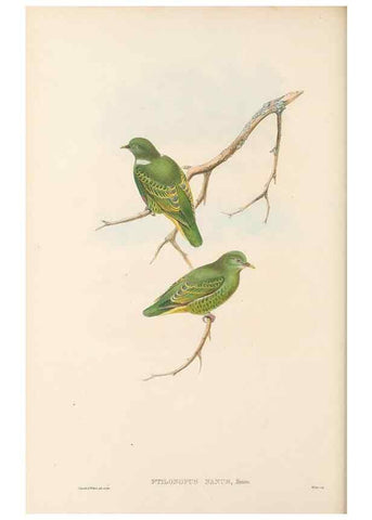 Reproducción/Reproduction 48766113318: The birds of New Guinea and the adjacent Papuan islands. London :Henry Sotheran & Co.,1875-1888.. 