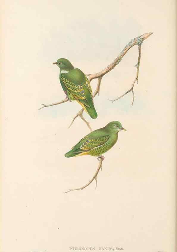 Reproducción/Reproduction 48766113318: The birds of New Guinea and the adjacent Papuan islands. London :Henry Sotheran & Co.,1875-1888.. 